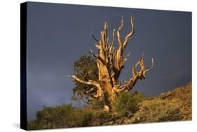 Bristlecone Pine Solitary Standing-null-Stretched Canvas