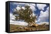 Bristlecone Pine Solitary Standing-null-Framed Stretched Canvas