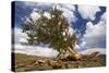 Bristlecone Pine Solitary Standing-null-Stretched Canvas