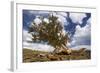 Bristlecone Pine Solitary Standing-null-Framed Photographic Print