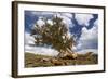 Bristlecone Pine Solitary Standing-null-Framed Photographic Print