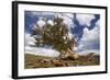 Bristlecone Pine Solitary Standing-null-Framed Photographic Print