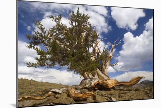 Bristlecone Pine Solitary Standing-null-Mounted Photographic Print