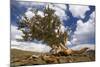 Bristlecone Pine Solitary Standing-null-Mounted Photographic Print