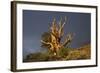 Bristlecone Pine Solitary Standing-null-Framed Photographic Print