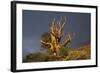 Bristlecone Pine Solitary Standing-null-Framed Photographic Print