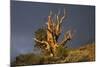 Bristlecone Pine Solitary Standing-null-Mounted Photographic Print