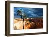 Bristlecone pine tree near Sunset Point, Bryce Canyon, Utah-Geraint Tellem-Framed Photographic Print