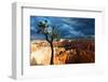 Bristlecone pine tree near Sunset Point, Bryce Canyon, Utah-Geraint Tellem-Framed Photographic Print