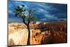 Bristlecone pine tree near Sunset Point, Bryce Canyon, Utah-Geraint Tellem-Mounted Photographic Print