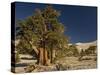 Bristlecone Pine Trees-null-Stretched Canvas