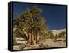 Bristlecone Pine Trees-null-Framed Stretched Canvas