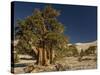 Bristlecone Pine Trees-null-Stretched Canvas