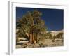 Bristlecone Pine Trees-null-Framed Photographic Print