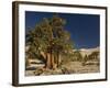 Bristlecone Pine Trees-null-Framed Photographic Print