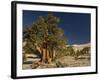 Bristlecone Pine Trees-null-Framed Photographic Print