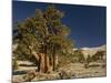 Bristlecone Pine Trees-null-Mounted Photographic Print