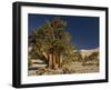 Bristlecone Pine Trees-null-Framed Photographic Print