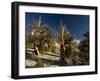 Bristlecone Pine Trees-null-Framed Photographic Print