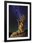 Bristlecone Pine-Tanja Ghirardini-Framed Giclee Print