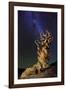 Bristlecone Pine-Tanja Ghirardini-Framed Giclee Print