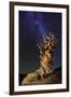 Bristlecone Pine-Tanja Ghirardini-Framed Giclee Print