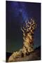 Bristlecone Pine-Tanja Ghirardini-Mounted Giclee Print