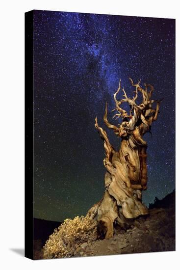 Bristlecone Pine-Tanja Ghirardini-Stretched Canvas