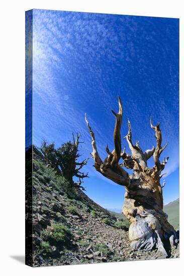 Bristlecone Pine-DLILLC-Stretched Canvas