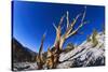 Bristlecone Pine-DLILLC-Stretched Canvas