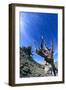 Bristlecone Pine-DLILLC-Framed Photographic Print