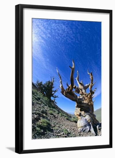 Bristlecone Pine-DLILLC-Framed Photographic Print