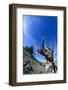 Bristlecone Pine-DLILLC-Framed Photographic Print