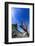 Bristlecone Pine-DLILLC-Framed Photographic Print