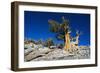 Bristlecone Pine-DLILLC-Framed Photographic Print