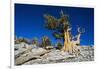 Bristlecone Pine-DLILLC-Framed Photographic Print