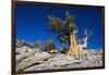 Bristlecone Pine-DLILLC-Framed Photographic Print