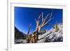 Bristlecone Pine-DLILLC-Framed Photographic Print