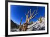 Bristlecone Pine-DLILLC-Framed Photographic Print