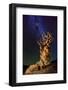 Bristlecone Pine-Tanja Ghirardini-Framed Photographic Print