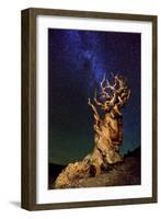 Bristlecone Pine-Tanja Ghirardini-Framed Photographic Print