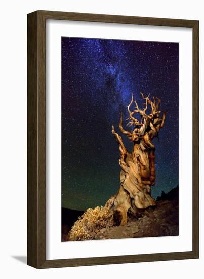 Bristlecone Pine-Tanja Ghirardini-Framed Photographic Print