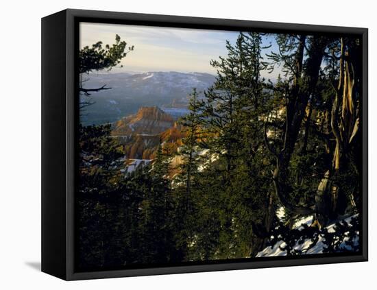 Bristlecone Pines Above Cedar Breaks at Sunset in Wintercedar Breaks National Monument, Utah, USA-Scott T. Smith-Framed Stretched Canvas