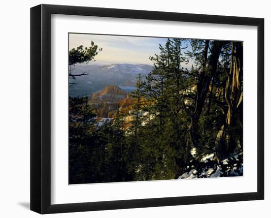 Bristlecone Pines Above Cedar Breaks at Sunset in Wintercedar Breaks National Monument, Utah, USA-Scott T. Smith-Framed Photographic Print