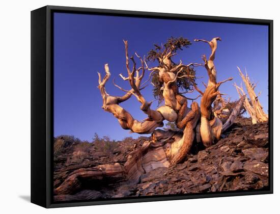 Bristlecone Pines, White Mountains, California, USA-Gavriel Jecan-Framed Stretched Canvas