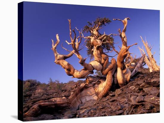 Bristlecone Pines, White Mountains, California, USA-Gavriel Jecan-Stretched Canvas