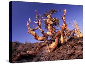 Bristlecone Pines, White Mountains, California, USA-Gavriel Jecan-Stretched Canvas