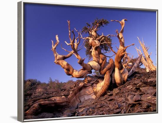 Bristlecone Pines, White Mountains, California, USA-Gavriel Jecan-Framed Photographic Print