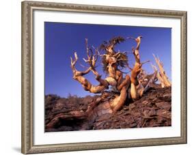 Bristlecone Pines, White Mountains, California, USA-Gavriel Jecan-Framed Photographic Print