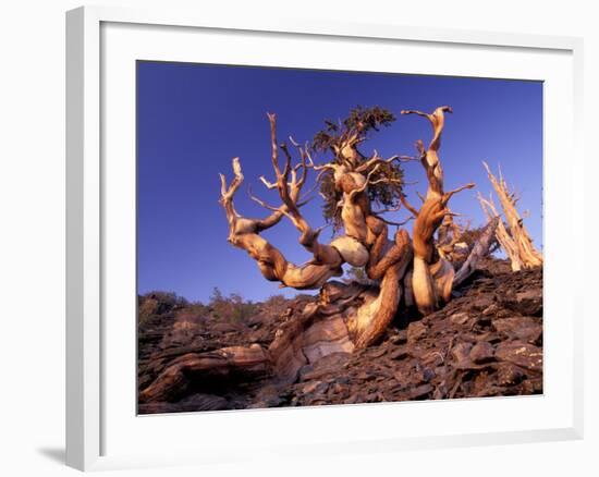 Bristlecone Pines, White Mountains, California, USA-Gavriel Jecan-Framed Photographic Print